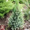 Picea Glauca 'Sanders Blue'