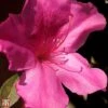 Rhododendron 'Blaauws Pink'