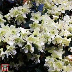 Rhododendron 'Palestrina' -NAOMI Plant Shop T66426 RHOD 2