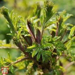 Rhus Glabra 'Laciniata'
