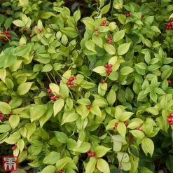 Sarcococca Ruscifolia