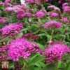 Spiraea Japonica 'Double Play Artist'