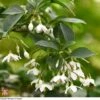 Styrax Japonicus