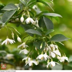 Styrax Japonicus