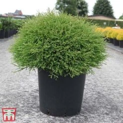 Thuja Occidentalis 'Mr Bowling Ball' -NAOMI Plant Shop T66498 THUJ 1