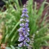 Vitex Agnus-castus F. Latifolia