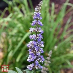 Vitex Agnus-castus F. Latifolia