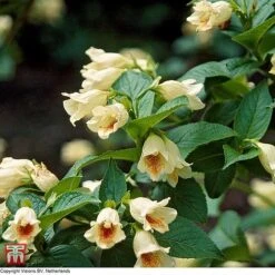 Weigela Middendorffiana