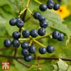 Viburnum Dentatum 'Blue Muffin Christom'