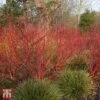 Cornus Alba 'Baton Rouge'