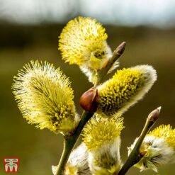 Pussy Willow (Hedging) -NAOMI Plant Shop T70372 SALI 1