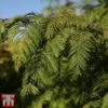 Taxodium Distichum