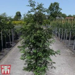 Taxodium Distichum -NAOMI Plant Shop TAXO TKA3572 B