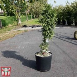 Taxodium Distichum 'Pévé Minaret' -NAOMI Plant Shop TAXO TKA3574 B