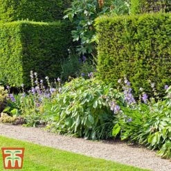 Taxus X Media 'Hicksii' -NAOMI Plant Shop TAXU T63575 C