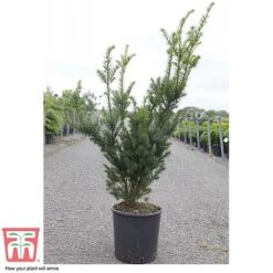 Taxus X Media 'Hicksii' -NAOMI Plant Shop TAXU T63575 D
