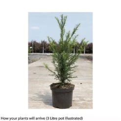 Taxus Baccata -NAOMI Plant Shop TAXU T66488 B h