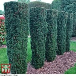 Taxus Baccata -NAOMI Plant Shop TAXU T66488 C1