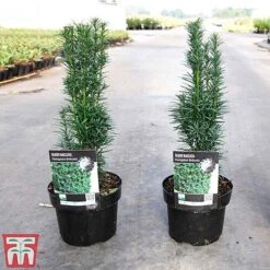 Taxus Baccata 'Fastigiata Robusta' -NAOMI Plant Shop TAXU TKA3584 A