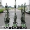 Taxus Baccata 'Black Tower'