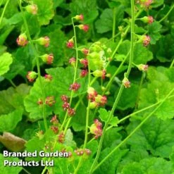 Tellima Grandiflora