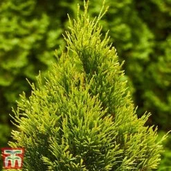 Thuja Occidentalis 'Golden Smaragd' -NAOMI Plant Shop THU TKA3610 C