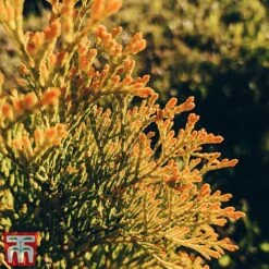 Thuja Occidentalis 'Golden Smaragd' -NAOMI Plant Shop THU TKA3610 D