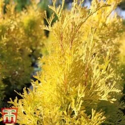 Thuja Occidentalis 'Jantar' -NAOMI Plant Shop THU TKA3618 B