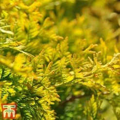 Thuja Occidentalis 'Jantar' -NAOMI Plant Shop THU TKA3618 C