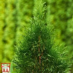 Thuja Occidentalis 'Smaragd' -NAOMI Plant Shop THU TKA3624 B