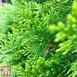 Thuja Occidentalis 'Smaragd' -NAOMI Plant Shop THU TKA3624 C