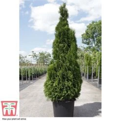 Thuja Occidentalis 'Smaragd' -NAOMI Plant Shop THU TKA3624 D