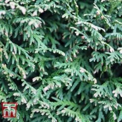 Thuja Plicata 'Can-can' -NAOMI Plant Shop THU TKA3630 C