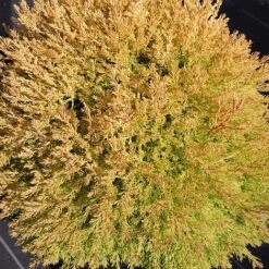 Thuja Occidentalis 'Rheingold' -NAOMI Plant Shop THUJ T63549 A h