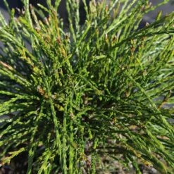 Thuja Plicata 'Whipcord'
