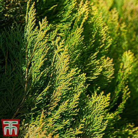 Thuja Orientalis 'Pyramidalis Aurea' 2 Thuja Orientalis 'Pyramidalis Aurea' - Image 2