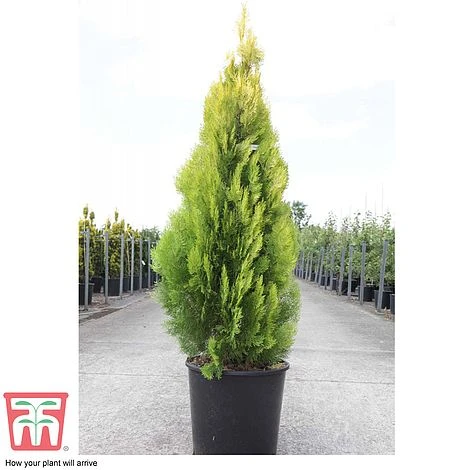 Thuja Orientalis 'Pyramidalis Aurea' 3 Thuja Orientalis 'Pyramidalis Aurea' - Image 3