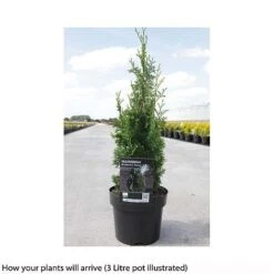Thuja Occidentalis 'Brobeck's Tower' -NAOMI Plant Shop THUJ T66493 A h