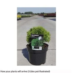 Thuja Occidentalis 'Danica' -NAOMI Plant Shop THUJ T66494 A h