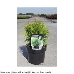 Thuja Occidentalis 'Danica Aurea' -NAOMI Plant Shop THUJ T66495 A h