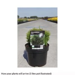 Thuja Occidentalis 'Miky' -NAOMI Plant Shop THUJ T66497 A h