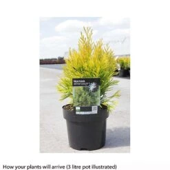 Thuja Plicata '4Ever Goldy'