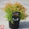 Thuja Occidentalis 'Fire Chief'
