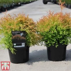 Thuja Occidentalis 'Fire Chief' -NAOMI Plant Shop THUJ T81830 B