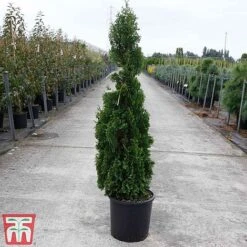 Thuja Occidentalis 'Degroot's Spire' -NAOMI Plant Shop THUJ TKA3604 C