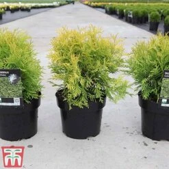 Thuja Occidentalis 'Golden Globe' -NAOMI Plant Shop THUJ TKA3614 A