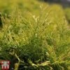 Thuja Occidentalis 'Golden Globe'