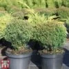 Thuja Occidentalis 'Teddy'