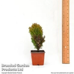 Thuja Occidentalis 'Anniek' -NAOMI Plant Shop THUJ ANNIEK9CM T47067