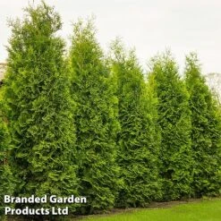 Thuja Occidentalis 'King Of Brabant'